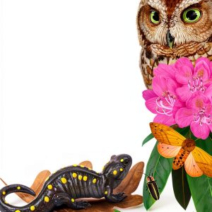 Environmentalist Biographies: A Journey Through Nature and Ecology-0