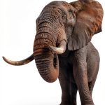 Harper's Illustrated Guide to Mammals Kindle Edition-0
