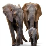 The Elephant Whisperer: Learning to Listen to the Language of-0