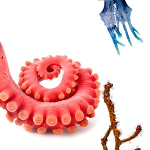 Viking Invertebrates Zoology eBook – Marine Biology Guide-0