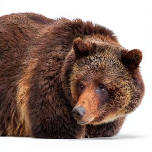 Bear Biology Kindle eBook by Zo'o Media – 230‑Page Scientific Guide-0