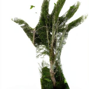 Forests & Rainforests Kindle eBook by Broadleaf Books – 240 Page Guide-0