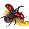 Rhinoceros Beetle Wooden Frame by taxibugs Sustainable Art Display-2