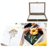 Butterfly Specimen Display Box Cabilock Wood Frame Transparent Lid-7
