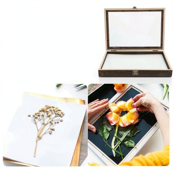 Butterfly Specimen Display Box Cabilock Wood Frame Transparent Lid-7