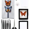 Insect Specimen Kit Dddzerong with Pinning Board and Display Case-0