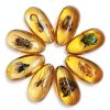 Western Eagle Workshop Insect Resin 8‑Specimen Educational Set-1