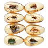Western Eagle Workshop Insect Resin 8‑Specimen Educational Set-0