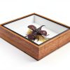 Rhinoceros Beetle Wooden Frame by taxibugs Sustainable Art Display-1