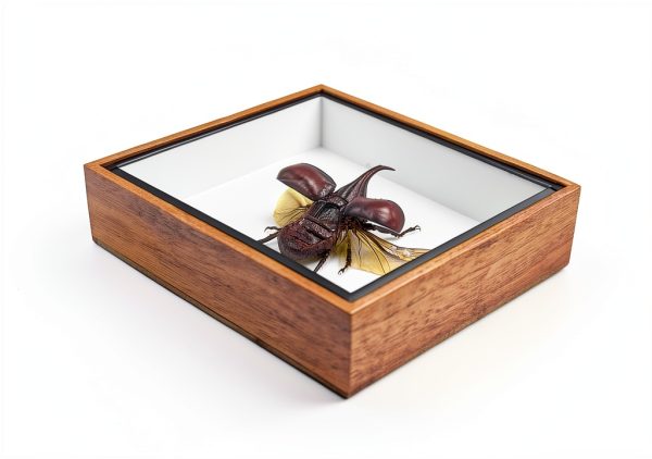 Rhinoceros Beetle Wooden Frame by taxibugs Sustainable Art Display-1
