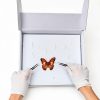 Insect Pinning Kit Taiyin 100 Pins 3 Tweezers White Box-4