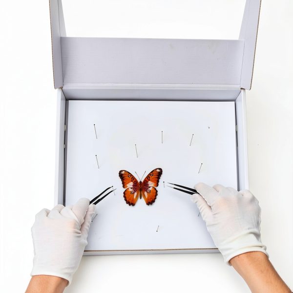 Insect Pinning Kit Taiyin 100 Pins 3 Tweezers White Box-4