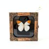 GO LUCKY Square Insect Display Case with EVA Foam Board 4.3x4.3x0.8-3