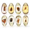 Western Eagle Workshop Insect Resin 8‑Specimen Educational Set-3