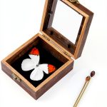 GO LUCKY Square Insect Display Case with EVA Foam Board 4.3x4.3x0.8-0