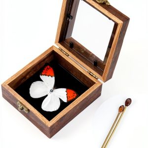 GO LUCKY Square Insect Display Case with EVA Foam Board 4.3x4.3x0.8-0
