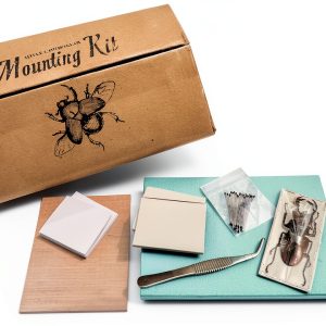 LittleCaterpillar Entomology Kit with Real Beetle Specimen and Tools-0