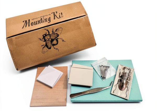 LittleCaterpillar Entomology Kit with Real Beetle Specimen and Tools-0