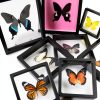 Insect Specimen Kit Dddzerong with Pinning Board and Display Case-3