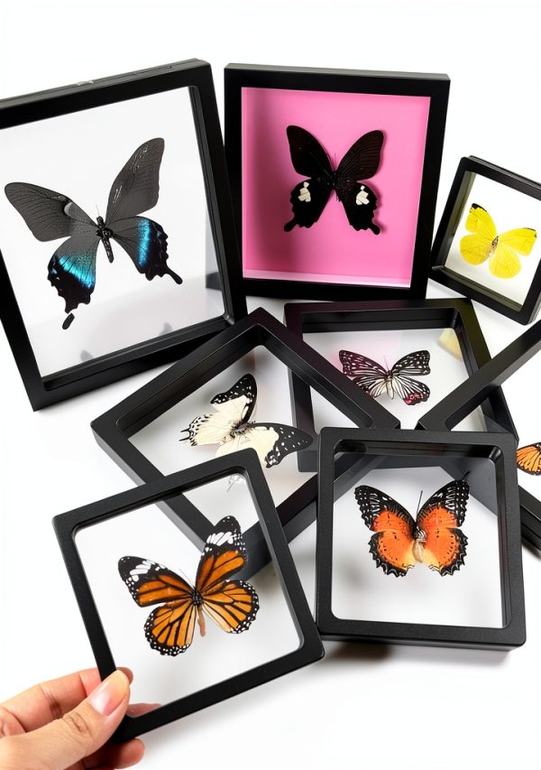 Insect Specimen Kit Dddzerong with Pinning Board and Display Case-3