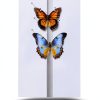 Insect Specimen Kit Dddzerong with Pinning Board and Display Case-1