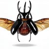 LittleCaterpillar Entomology Kit with Real Beetle Specimen and Tools-3
