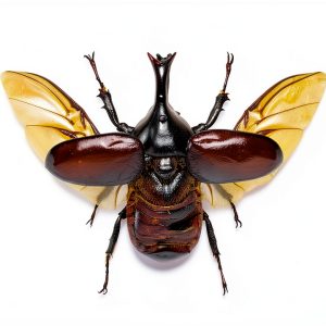Rhinoceros Beetle Wooden Frame by taxibugs Sustainable Art Display-0