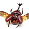 Insect Specimen Kit Dddzerong with Pinning Board and Display Case-5