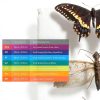 Stainless Steel Insect Pins Set of 100 Size #1 and Making It Work-1