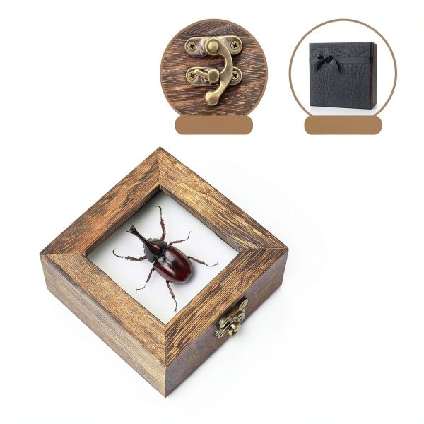 Entomology Kit LSHAI Solid Wood Butterfly Shadow Box with 20 Parts-1