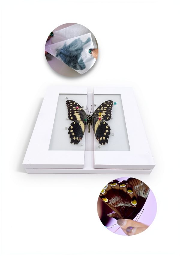 Insect Specimen Kit Dddzerong with Pinning Board and Display Case-6