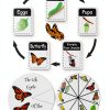 Insect Specimen Kit Dddzerong with Pinning Board and Display Case-2