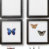 Insect Display Kit QoTang Wood Acrylic Set with Stainless Pins-0