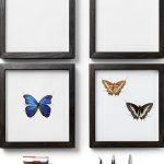 Insect Display Kit QoTang Wood Acrylic Set with Stainless Pins-0