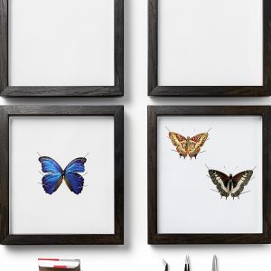 Insect Display Kit QoTang Wood Acrylic Set with Stainless Pins-0