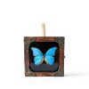 GO LUCKY Square Insect Display Case with EVA Foam Board 4.3x4.3x0.8-4