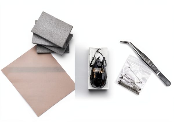 LittleCaterpillar Entomology Kit with Real Beetle Specimen and Tools-1