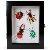 3 Pcs Insect Display Case Wall Mount Clear Bug Display Case Collection Box with Anti Fade UV Protection Top Eva Foam Pin 300 Pcs and 3 Sizes Pins Insect Shadow Box for Butterfly Specimen-5