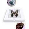Butterfly Specimen Kit by Dddzerong with Display Case and Tools-5