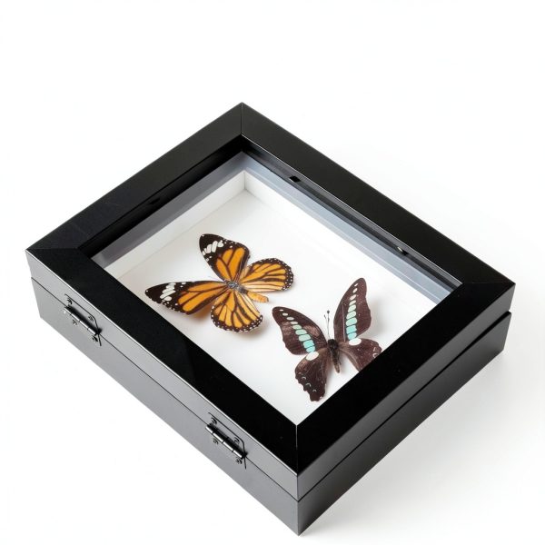 3 Pcs Insect Display Case Wall Mount Clear Bug Display Case Collection Box with Anti Fade UV Protection Top Eva Foam Pin 300 Pcs and 3 Sizes Pins Insect Shadow Box for Butterfly Specimen-6