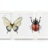 Insect Pinning Kit 18pcs TASOMUTY Entomology Set with Foam Board-3