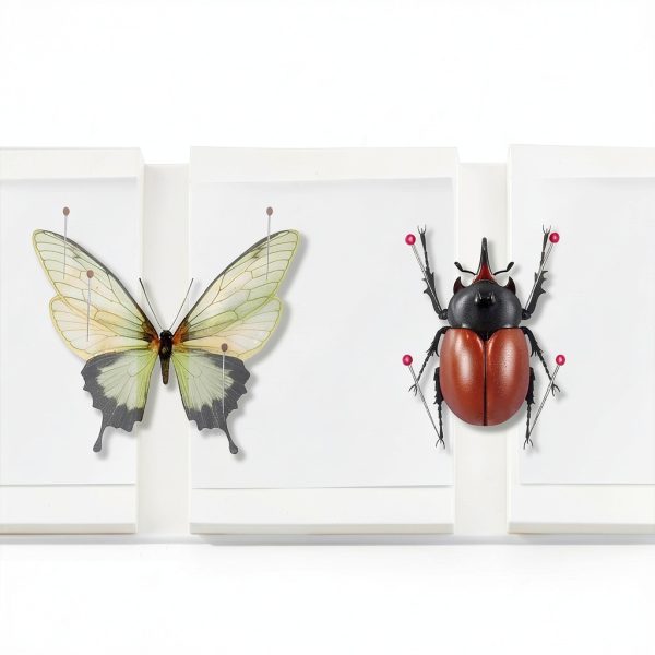 Insect Pinning Kit 18pcs TASOMUTY Entomology Set with Foam Board-3