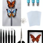 Butterfly Specimen Kit by Dddzerong with Display Case and Tools-0