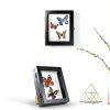 3 Pcs Insect Display Case Wall Mount Clear Bug Display Case Collection Box with Anti Fade UV Protection Top Eva Foam Pin 300 Pcs and 3 Sizes Pins Insect Shadow Box for Butterfly Specimen-1