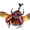Butterfly Specimen Kit by Dddzerong with Display Case and Tools-4