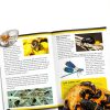 National Geographic Real Bug Dig Kit 3 Insects Spider Beetle Scorpion-5