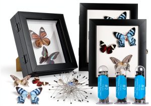 3 Pcs Insect Display Case Wall Mount Clear Bug Display Case Collection Box with Anti Fade UV Protection Top Eva Foam Pin 300 Pcs and 3 Sizes Pins Insect Shadow Box for Butterfly Specimen-0