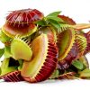 Venus Fly Trap Live Plant White Ceramic Pot Nature Gift Store-1