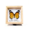 20 PCS Insect Specimen Tools Kit 4 Wooden Display Case Box with Clear Top 10 Sheets Thin Tracing Paper 2 EVA Foam Pinning Board 200 Pins 2 Tweezers 1 Scissors Tools for Winter Bugs Collection-5