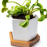 Venus Fly Trap Live Plant White Ceramic Pot Nature Gift Store-0